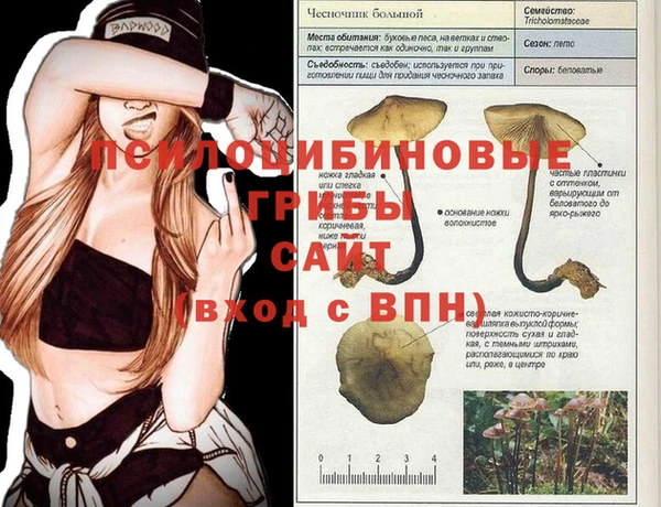 ГАЛЛЮЦИНОГЕННЫЕ ГРИБЫ Чегем